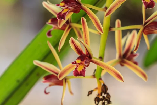 Wilde Orchideen im thailändischen Wald — Stockfoto