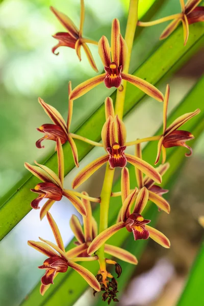 Dzikich orchidei w lesie z Tajlandii — Zdjęcie stockowe