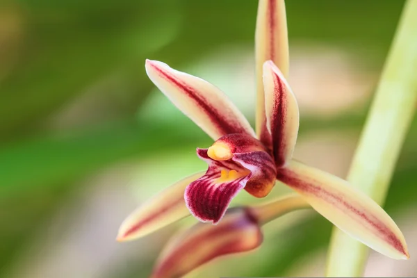 Orquídeas selvagens na floresta da Tailândia — Fotografia de Stock