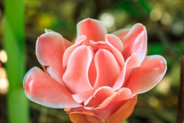 Etlingera Elatior veya Red Torch Ginger