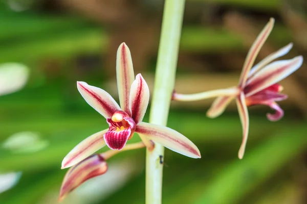 Wilde orchideeën in bos van thailand — Stockfoto