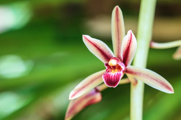 Orquídeas selvagens na floresta da Tailândia — Fotografia de Stock