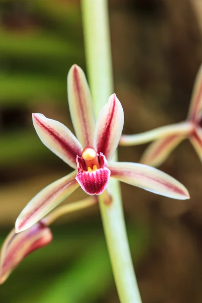 Wilde orchideeën in bos van thailand — Stockfoto