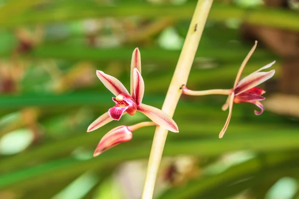 Дикие орхидеи в лесу Таиланда — стоковое фото
