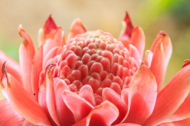 Etlingera Elatior veya Red Torch Ginger