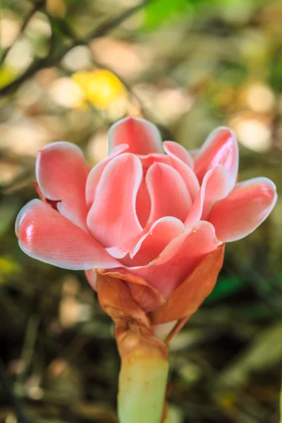 Etlingera Elatior of Red Torch Ginger — Stockfoto