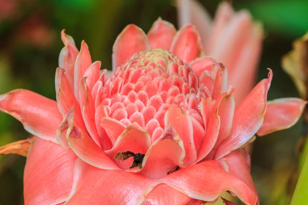 Etlingera Elatior или Red Torch Ginger — стоковое фото