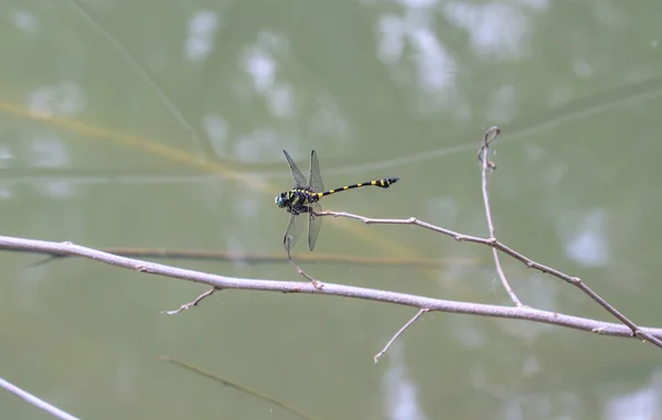 Tygr Dragonfly na větvi — Stock fotografie