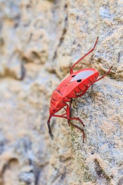 Böcek Sycanus cins ağaç üzerinde
