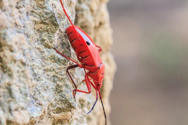 Insect op boom tot het genus Sycanus — Stockfoto