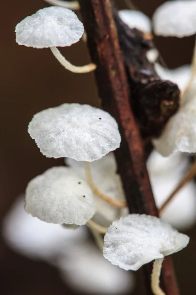 Close up mushroom in deep forest — Stock Photo, Image