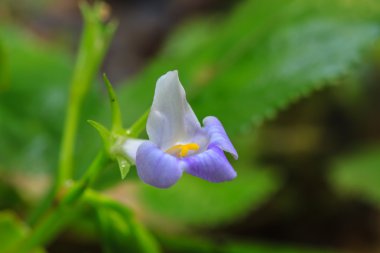 ormandaki güzel kır çiçeği