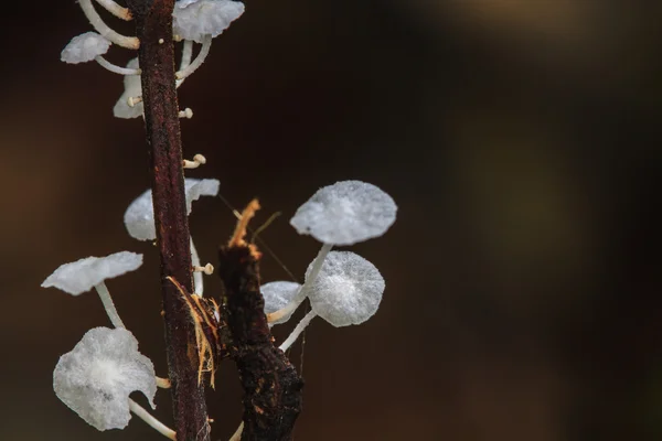 Fungo da vicino in foresta profonda — Foto Stock