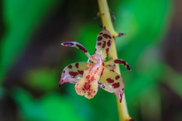 Thecostele alata seltene Arten wilde Orchideen im thailändischen Wald — Stockfoto