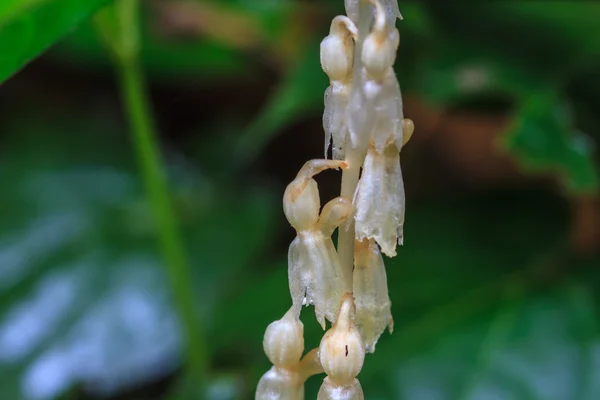 Epipogium roseum (D. Don) sällsynta arter vilda orkidéer i skog av — Stockfoto