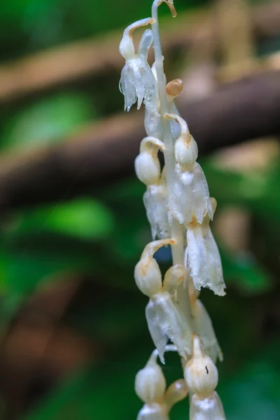 Epipogium roseum (D. Don) Harvinaiset luonnonvaraiset orkideat metsässä — kuvapankkivalokuva