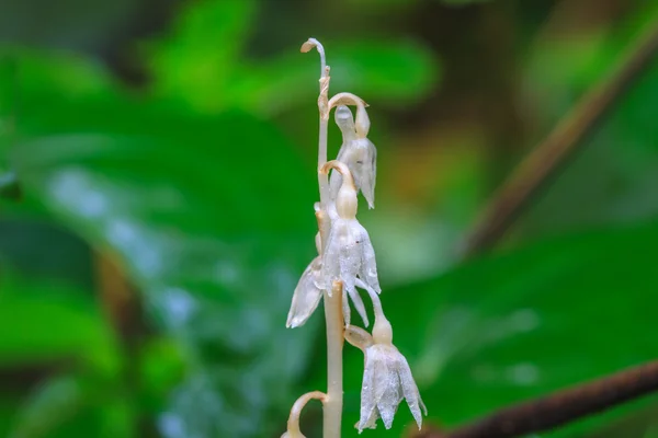 Epipogium roseum (D. Don) Specie rare orchidee selvatiche nella foresta di — Foto Stock