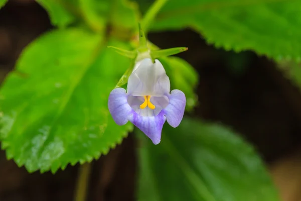 Beautiful wild flower in forest — Stock Photo, Image