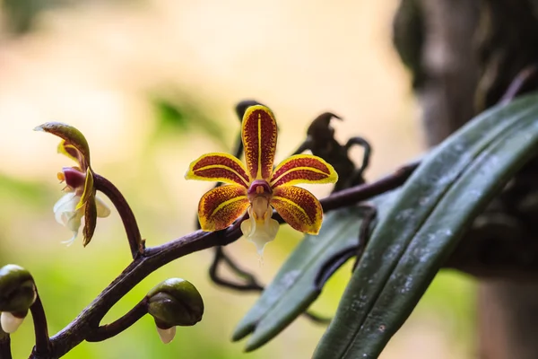 Wilde Orchideen im thailändischen Wald — Stockfoto