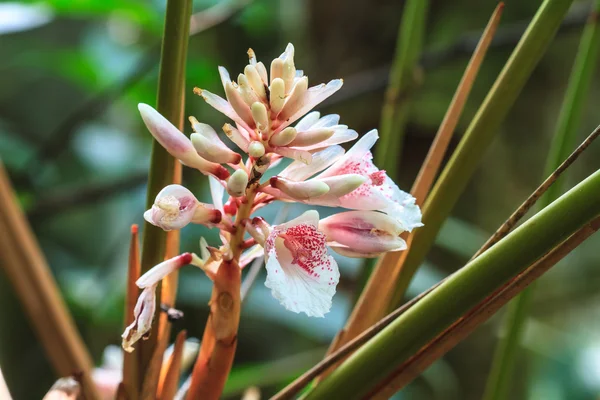 Shell ginger flower — Stock Photo, Image