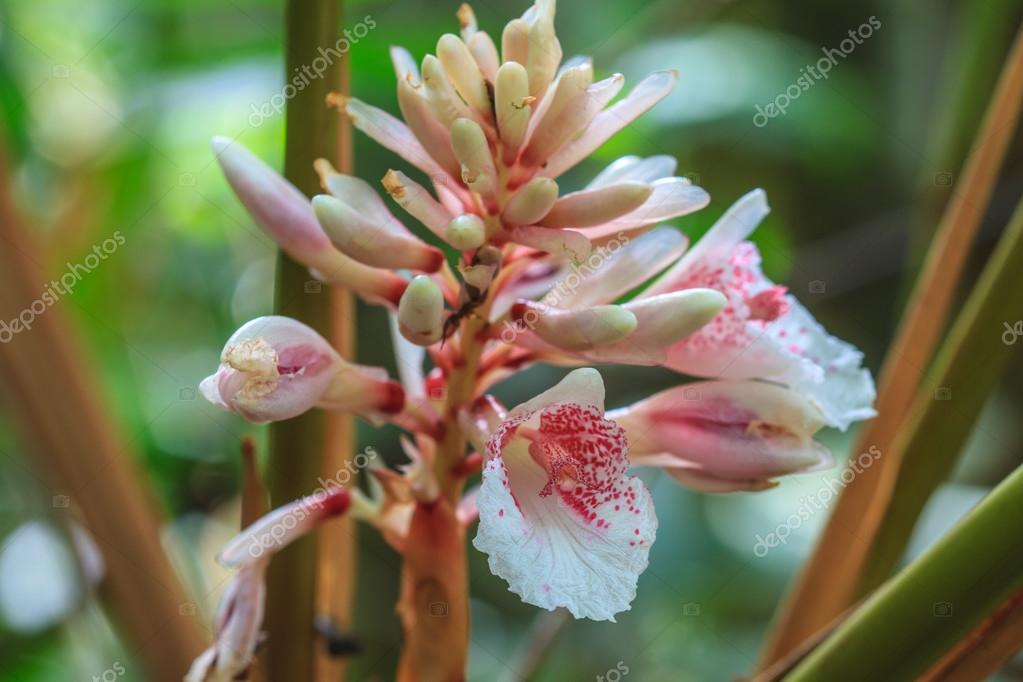 Shell ginger flower Stock Photo by ©sirichai2514 71859379