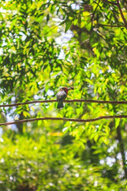 ağaca tıraşlama Kızıl Sakal kuş 