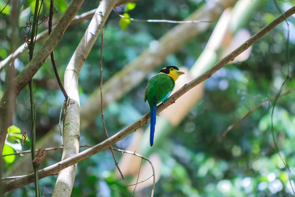 Kleurrijke vogel lange tailed breedbekken op vertakking van de beslissingsstructuur — Stockfoto