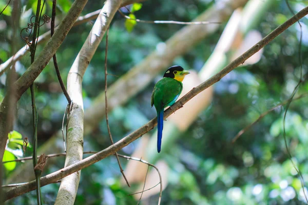 Kolorowy ptak long tailed broadbill na gałęzi drzewa — Zdjęcie stockowe