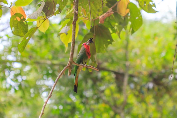 Oiseau barbe rouge perché sur l'arbre — Photo