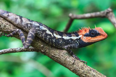 Yeşil tepeli kertenkele