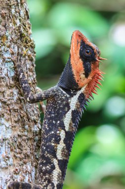 Yeşil tepeli kertenkele