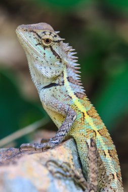 Yeşil tepeli kertenkele