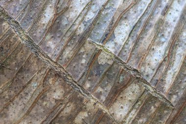 dracaena ağaç arka plan ve doku kabuğu