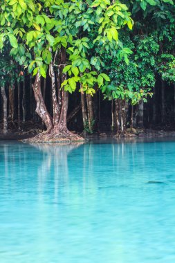 Zümrüt Havuzu (Sra Morakot) Krabi il, Tayland. 