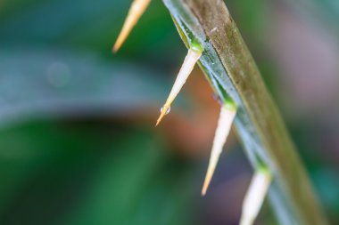 Zalacca diken damla su ile