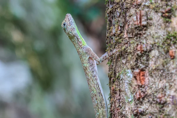 Beautiful Common Gliding Lizard or Common Flying Drago — Stock Photo, Image