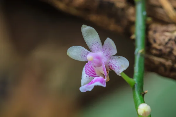 Wilde orchideeën in bos van thailand — Stockfoto