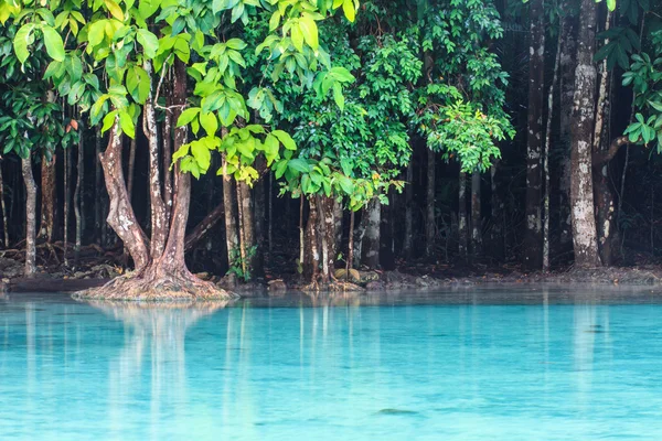 Piscina di Smeraldo (Sra Morakot) provincia di Krabi, Thailandia . — Foto Stock