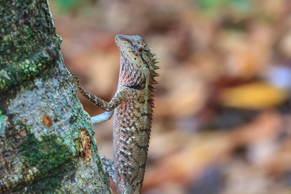 Lagarto de crista verde — Fotografia de Stock