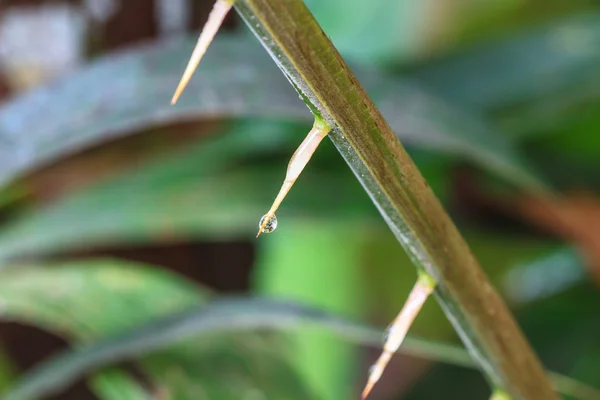 Espinhos de Zalacca com gota de água — Fotografia de Stock