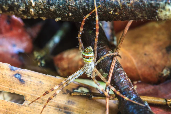 Ormandaki örümcek — Stok fotoğraf