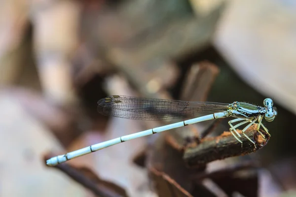 White dragonfly — Stock Photo, Image