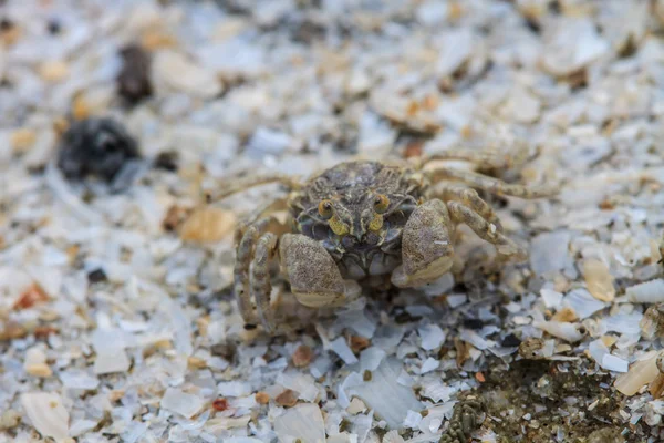 Krabbe auf einem Hintergrund aus Sand — Stockfoto