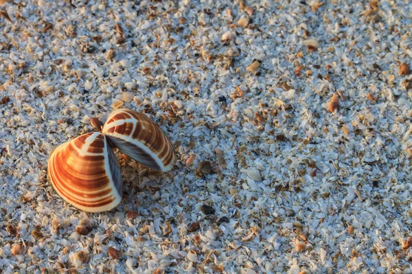 Conchas do mar com areia — Fotografia de Stock