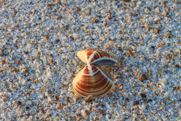 Coquilles de mer avec sable — Photo