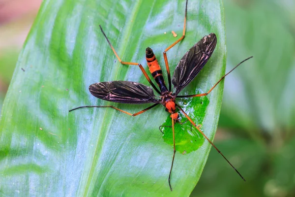 Insect op blad — Stockfoto