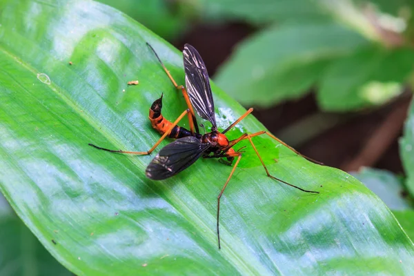 Insect on leaf — Stock Photo, Image