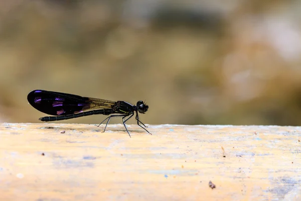 Dragonfly — Stock Photo, Image