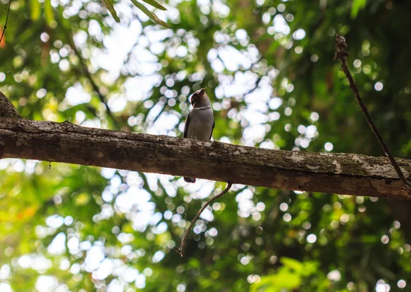 Zilver-breasted hapvogel op de vertakking van de beslissingsstructuur in bos — Stockfoto