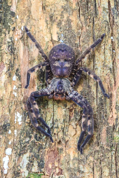 Spindel i skogen — Stockfoto